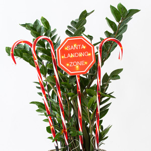 ΣΕΙΡΑ, 40 LED 5mm, 4 ΠΛΑΣΤΙΚΑ ΚΟΚΚΙΝΑ ΓΛΕΙΦΙΤΖΟΥΡΙΑ 70cm, ΗΛΙΑΚΟ ΣΥΛΛΕΚΤΗ ΜΕ ΑΙΣΘΗΤΗΡΑ ΦΩΤΟΣ, 8 ΠΡΟΓΡΑΜΜΑΤΑ, ΘΕΡΜΟ ΛΕΥΚΟ LED ΑΝΑ 50cm, IP44