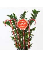 ΣΕΙΡΑ, 40 LED 5mm, 4 ΠΛΑΣΤΙΚΑ ΚΟΚΚΙΝΑ ΓΛΕΙΦΙΤΖΟΥΡΙΑ 70cm, ΗΛΙΑΚΟ ΣΥΛΛΕΚΤΗ ΜΕ ΑΙΣΘΗΤΗΡΑ ΦΩΤΟΣ, 8 ΠΡΟΓΡΑΜΜΑΤΑ, ΘΕΡΜΟ ΛΕΥΚΟ LED ΑΝΑ 50cm, IP44