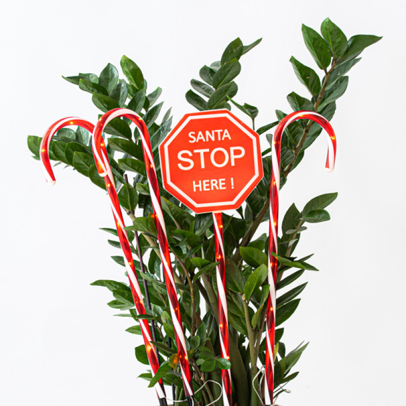 ΣΕΙΡΑ, 40 LED 5mm, 4 ΠΛΑΣΤΙΚΑ ΚΟΚΚΙΝΑ ΓΛΕΙΦΙΤΖΟΥΡΙΑ 70cm, ΗΛΙΑΚΟ ΣΥΛΛΕΚΤΗ ΜΕ ΑΙΣΘΗΤΗΡΑ ΦΩΤΟΣ, 8 ΠΡΟΓΡΑΜΜΑΤΑ, ΘΕΡΜΟ ΛΕΥΚΟ LED ΑΝΑ 50cm, IP44