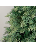 ΔΕΝΤΡΟ ΕΛΑΤΟ, ΓΑΛΛΙΑ, 220cm