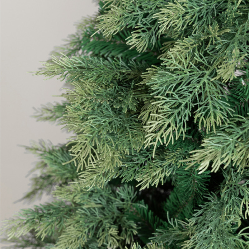 ΔΕΝΤΡΟ ΕΛΑΤΟ, ΓΑΛΛΙΑ, 220cm